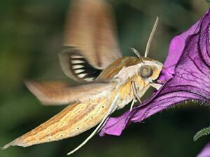 Xylophanes tersa