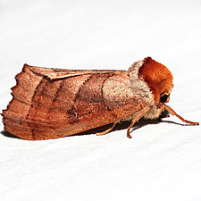 Datana major