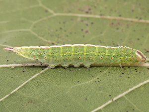 Misogada unicolor