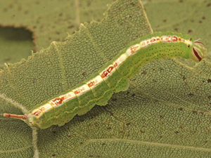 Misogada unicolor