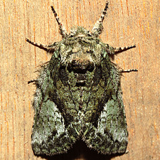 Heterocampa umbrata