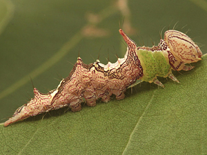 Schizura ipomaeae