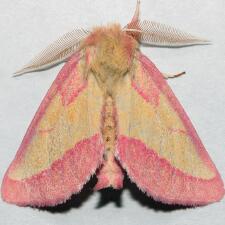 Hyparpax aurora