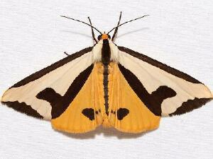 Haploa clymene