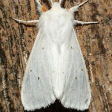 Spilosoma congrua