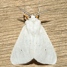 Spilosoma congrua