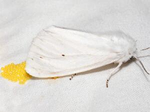 Spilosoma virginica