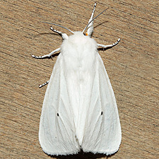 Spilosoma virginica