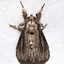 Dasychira atrivenosa