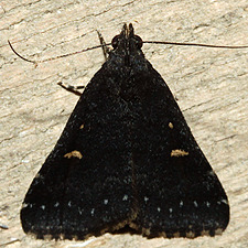 Tetanolita mynesalis