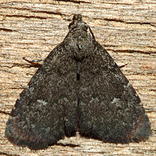 Dyspyralis nigellus