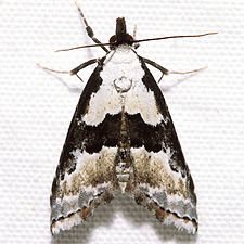 Nigetia formosalis