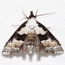 Nigetia formosalis