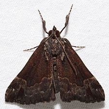 Hypena baltimoralis