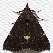 Hypena bijugalis