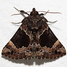 Hypena palparia