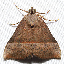 Hypena eductalis