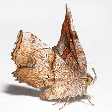 Pangrapta decoralis