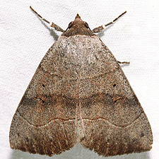 Panopoda carneicosta