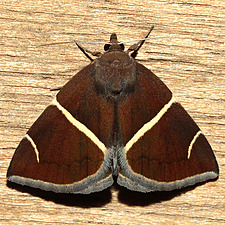 Argyrostrotis anilis