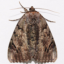 Catocala carissima