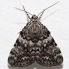 Catocala lineella