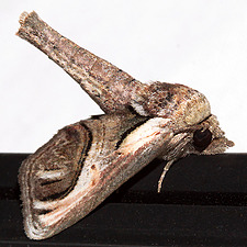 Paectes oculatrix