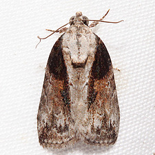 Garella nilotica