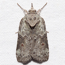 Nycteola metaspilella