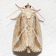 Argillophora furcilla