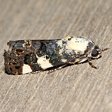 Tarache aprica