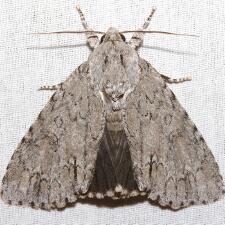 Acronicta americana