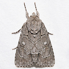 Acronicta radcliffei