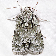 Acronicta vinnula