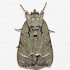 Acronicta vinnula