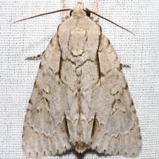 Acronicta laetifica