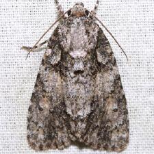 Acronicta exilis