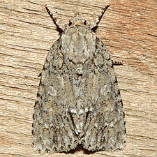 Acronicta immodica