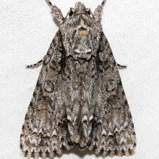 Acronicta clarescens