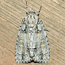 Acronicta clarescens