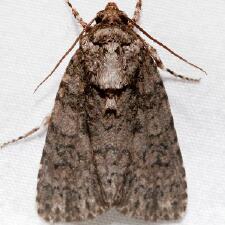 Acronicta increta