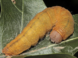 Acronicta afflicta