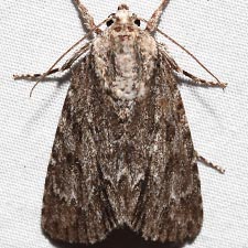 Acronicta longa