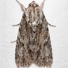 Acronicta longa