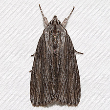 Acronicta lithospila