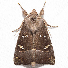 Papaipema nebris