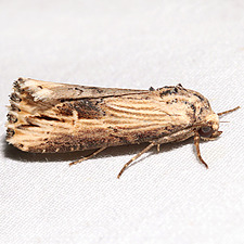 Crambodes talidiformis