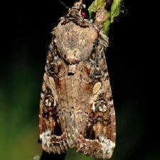 Spodoptera frugiperda