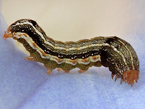 Spodoptera eridania