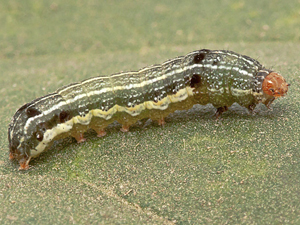 Spodoptera eridania